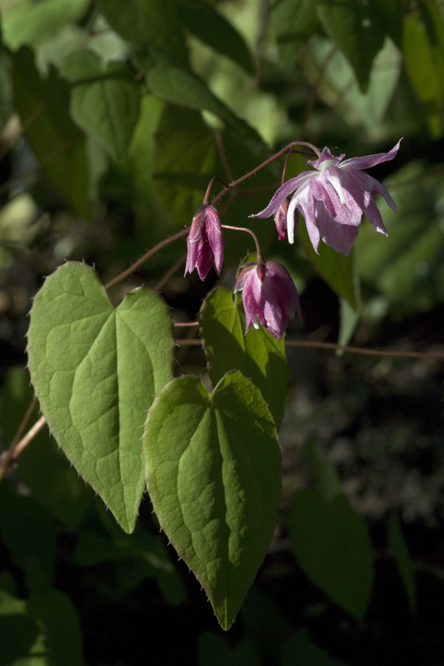 Epimedium 'Beni Kujaku' 2 au Jardin de la Salamandre en Dordogne